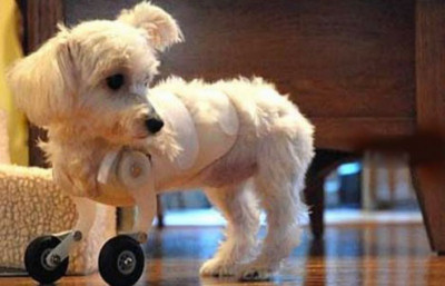 Perrito con dos protesis en vez de sus patas delanteras
