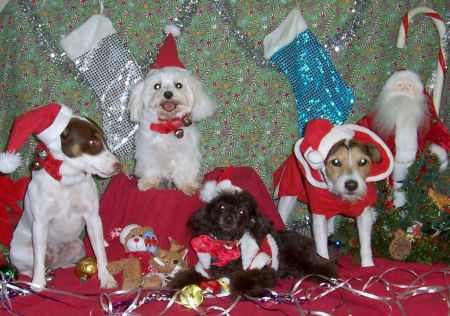 foto perros disfrazados navidad